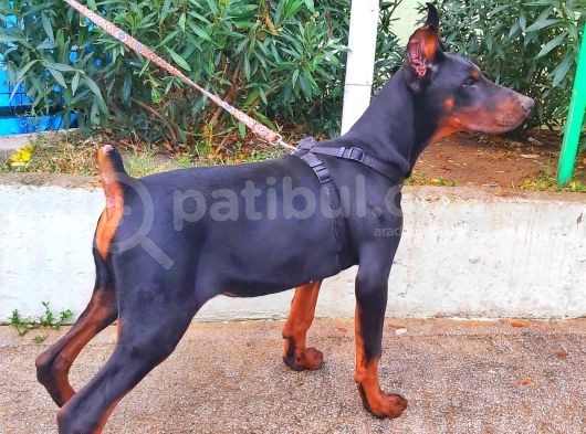 5 Aylık Safkan Kulak Kuyruk Estetikli Doberman Yavrumuz görsel