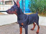 5 Aylık Safkan Kulak Kuyruk Estetikli Doberman Yavrumuz