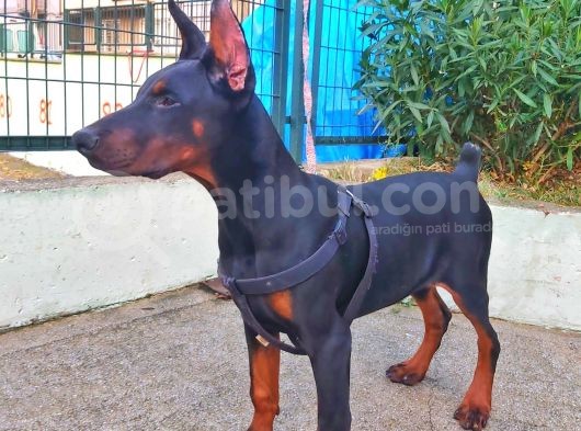 5 Aylık Safkan Kulak Kuyruk Estetikli Doberman Yavrumuz görsel