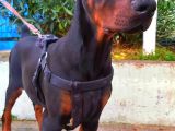 5 Aylık Safkan Kulak Kuyruk Estetikli Doberman Yavrumuz
