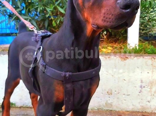 5 Aylık Safkan Kulak Kuyruk Estetikli Doberman Yavrumuz