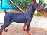 5 Aylık Safkan Kulak Kuyruk Estetikli Doberman Yavrumuz