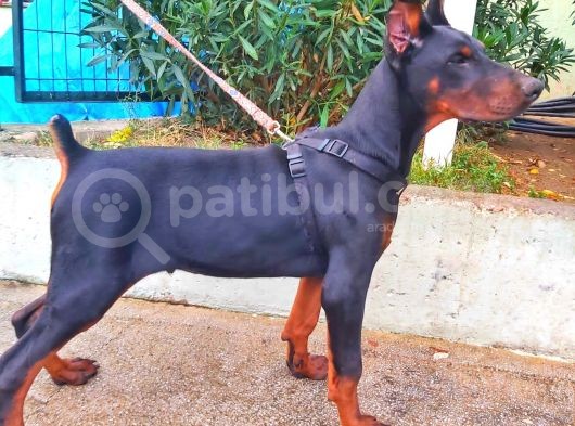 5 Aylık Safkan Kulak Kuyruk Estetikli Doberman Yavrumuz görsel