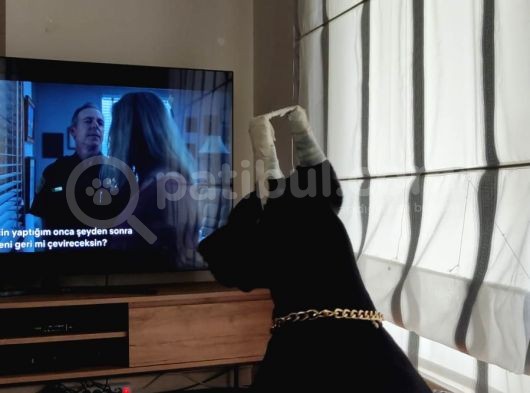 5 Aylık Safkan Kulak Kuyruk Estetikli Doberman Yavrumuz görsel