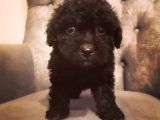 Güvenle Sahi̇p Olabi̇leceği̇ni̇z Malti̇poo Yavrular