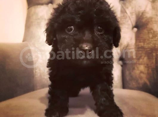 Güvenle Sahi̇p Olabi̇leceği̇ni̇z Malti̇poo Yavrular görsel