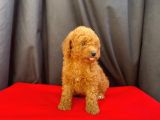 Toy Poodle Red Brown Yavrular Yeni̇ Ai̇leleri̇ni̇ Ariyor