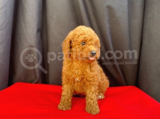Toy Poodle Red Brown Yavrular Yeni̇ Ai̇leleri̇ni̇ Ariyor görsel