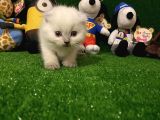Blue Point Scottish Fold Yavrumuz