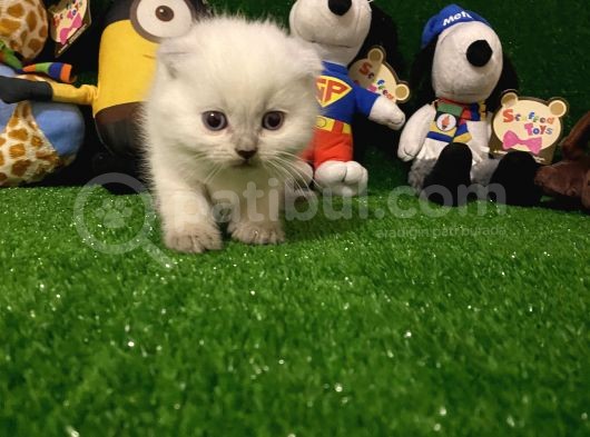 Blue Point Scottish Fold Yavrumuz görsel