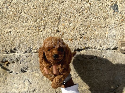 Toy Poodle Red Brown Yavrular Yeni̇ Ai̇leleri̇ni̇ Ariyor görsel