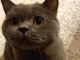 British Shorthair - Çok Tatlı Ve Sevgi