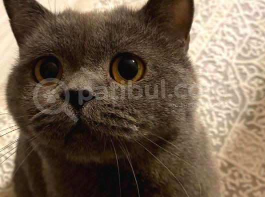 British Shorthair - Çok Tatlı Ve Sevgi
