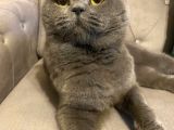 British Shorthair - Çok Tatlı Ve Sevgi