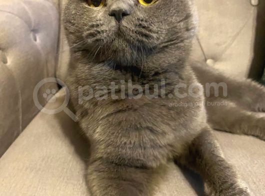 British Shorthair - Çok Tatlı Ve Sevgi görsel