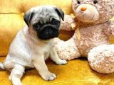 Mükemmel Kali̇te Pug Yavrulari