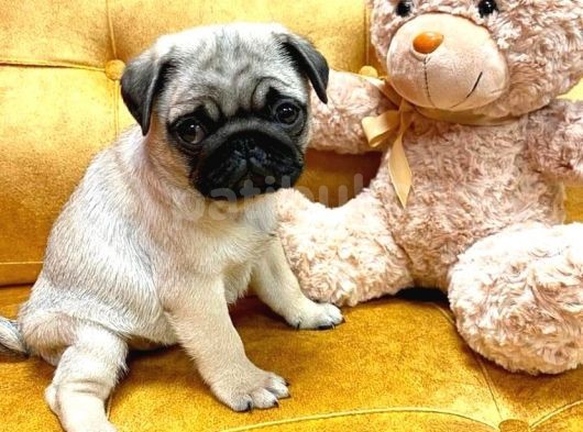 Mükemmel Kali̇te Pug Yavrulari