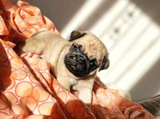 Safkan Irk Özelli̇kli̇ Pug Yavrulari görsel