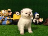 Blue Point Scottish Fold Yavrumuz