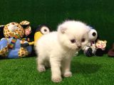 Blue Point Scottish Fold Yavrumuz