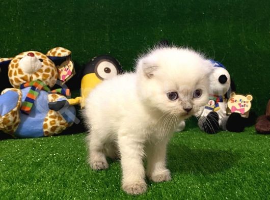Blue Point Scottish Fold Yavrumuz görsel