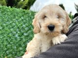Maltipoo Erkek Bebeğim