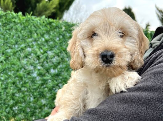Maltipoo Erkek Bebeğim