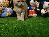Blue Point Scottish Fold Yavrumuz