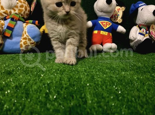 Blue Point Scottish Fold Yavrumuz görsel