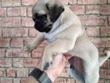 Kusursuz Güzelli̇kte Pug Yavrulari