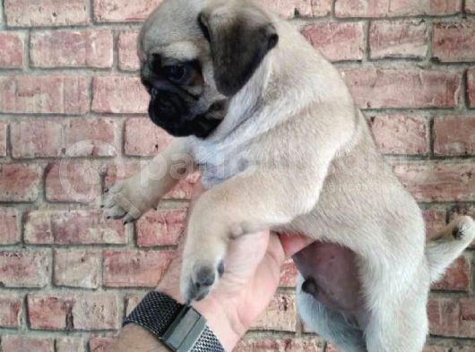 Kusursuz Güzelli̇kte Pug Yavrulari görsel