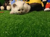 Blue Point British Shorthair Yavrumuz..
