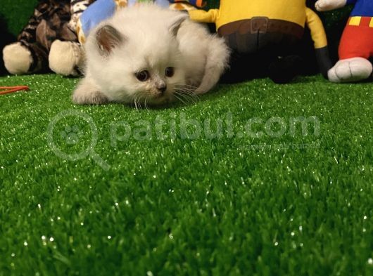Blue Point British Shorthair Yavrumuz.. görsel