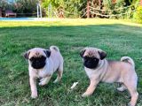 Yuvasina Neşe Katacak Pug Yavrulari