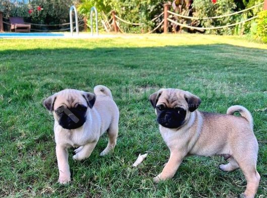 Yuvasina Neşe Katacak Pug Yavrulari