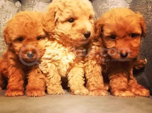 Güvenle Sahi̇p Olabi̇leceği̇ni̇z Malti̇poo Yavrular görsel