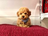Orji̇nal Toy Poodle Yavrular