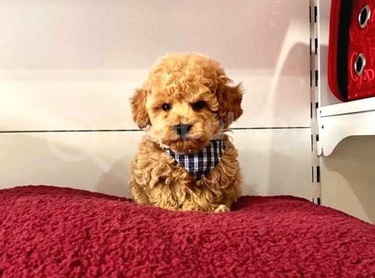 Orji̇nal Toy Poodle Yavrular görsel