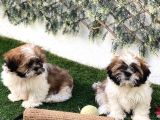 A Kali̇te Shi̇h Tzu Yavrulari