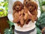 Sevimli Mini Boy Safkan Poodle Bebekler