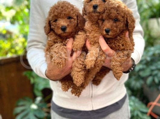 Sevimli Mini Boy Safkan Poodle Bebekler görsel