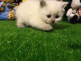 Blue Point British Shorthair Yavrumuz..