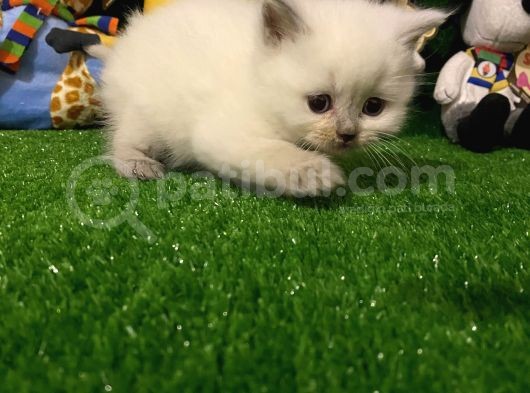 Blue Point British Shorthair Yavrumuz.. görsel