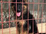 Secereli Alman Çoban Köpeği Yavrumuz
