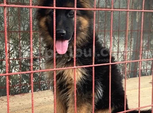 Secereli Alman Çoban Köpeği Yavrumuz görsel