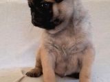 Anatomi̇ Hari̇kasi Pug Yavrulari