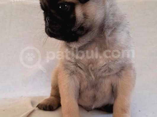 Anatomi̇ Hari̇kasi Pug Yavrulari görsel