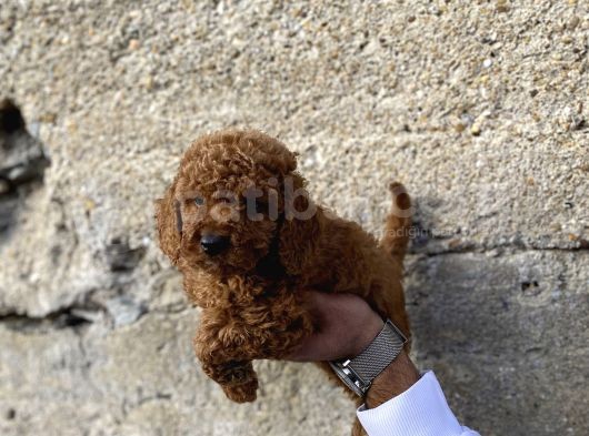 Toy Poodle Red Brown Yavrular Yeni̇ Ai̇leleri̇ni̇ Ariyor görsel