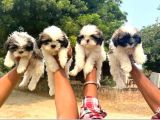 A Kali̇te Shi̇h Tzu Yavrulari