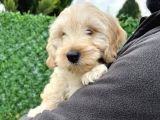 Maltipoo Erkek Bebeğim